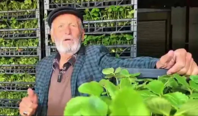 Kızılcahamam’da üreticilere yüzde 75 hibeli çilek fidesi