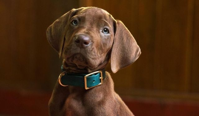 Netflix'in yeni Scooby-Doo'su hayranları ikiye böldü