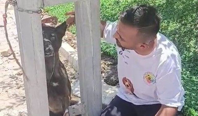 Hatay'da akıl almaz olay! Sahipli köpek direğe asılmış halde bulundu