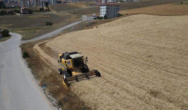 Pursaklar'da buğday ve nohut hasadı başladı