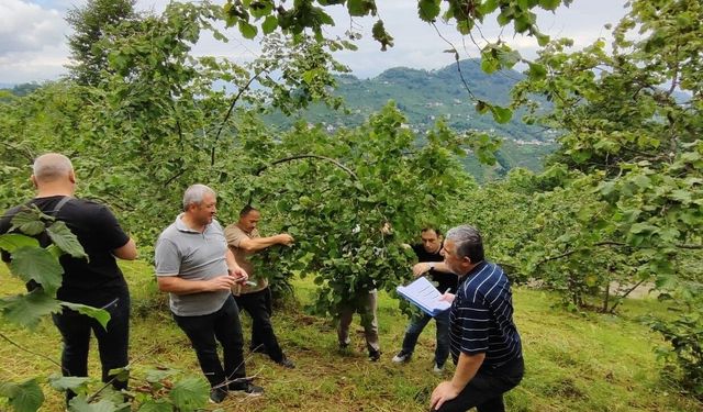 Yeni sezon öncesi fındıkta kritik süreç başladı