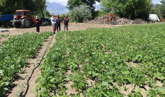 Erzincan’ın tescilli Işıl-24 fasulyesi üretimde