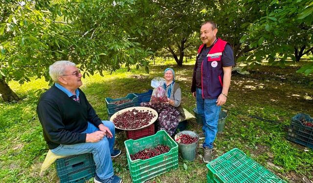 Afyonkarahisar'da kiraz bahçelerinde pestisit denetimi