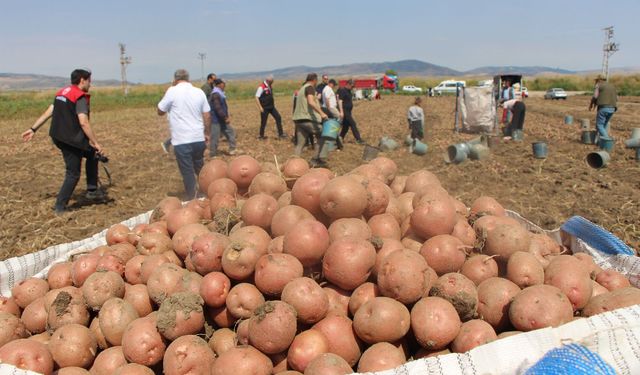 Amasya’da patates hasadı başladı: Rekolte beklentisi yüksek