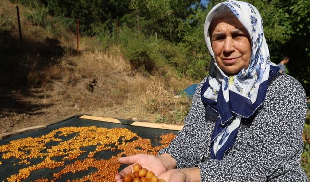 Dalında kalan kirazlar kışlık çereze dönüşüyor