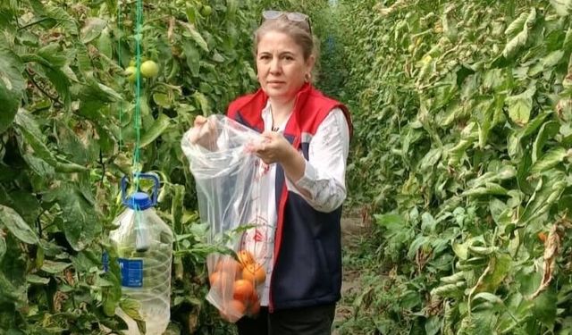 Söke’de domates tarlalarında pestisit denetimi