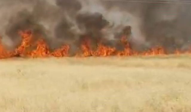 Şanlıurfa'da 45 dönüm ekili alan küle döndü