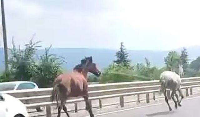 İnegöl'de başıboş atlar trafiği birbirine kattı