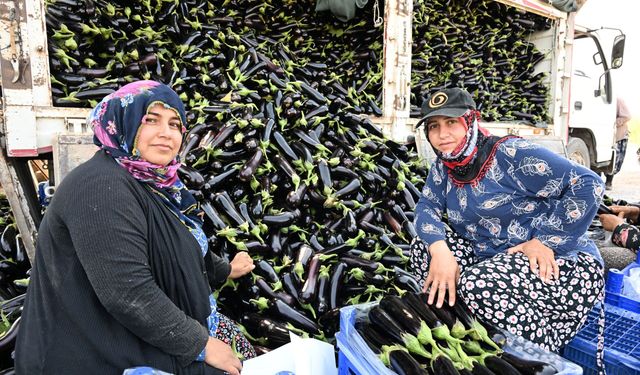Selde ürünlerini kaybeden çiftçi, destekle yeniden hasada başladı