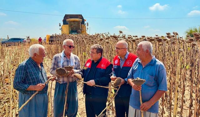 Tarsus’ta ayçiçeği üretiminde yüksek rekolte beklentisi