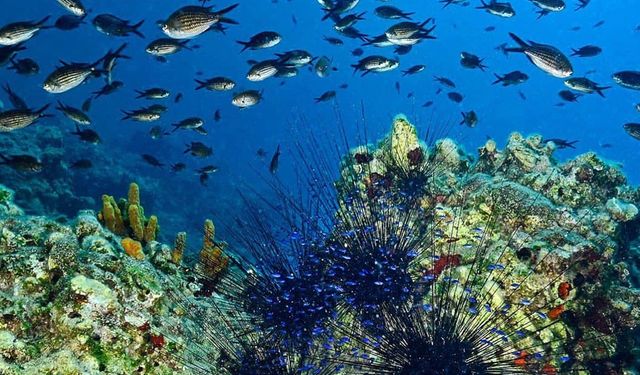 Türkiye’de bir ilk: Fethiye-Kaş ve Kuzey Ege deniz milli parkı ilan edildi
