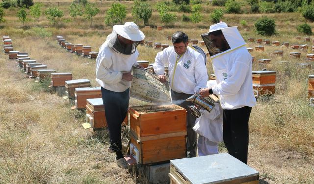 Erzincan’da 1200 arıcı, 110 bin kovanla bal üretiyor