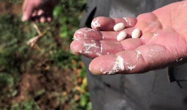 Meşhur İspir şeker fasulyesinde hasat başlıyor