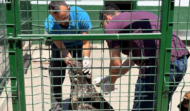 Sincan’da sahipsiz hayvanlara kapsamlı bakım