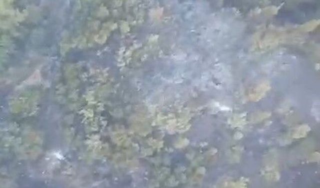 Balıkesir’de yangın 20’nci saatinde: Ekipler alevlerle mücadele ediyor