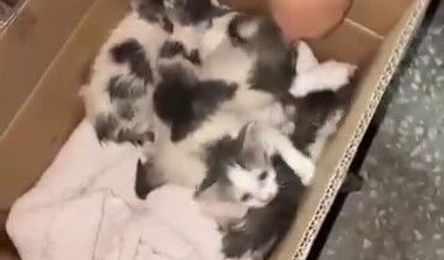 Aç ve susuz bırakılan yavru kediler için mahalleli harekete geçti