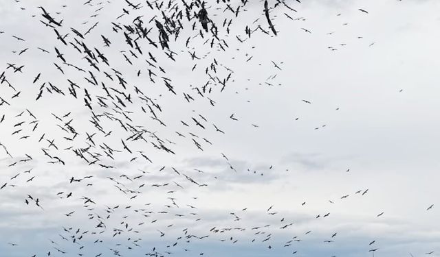 Marmara’da yüzlerce kuştan gökyüzünde eşsiz gösteri