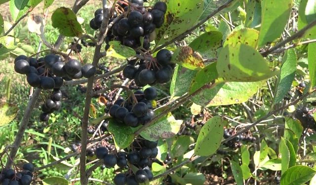 Bafra’da aronya üretimi yaygınlaşıyor: Çiftçiler hasada başladı