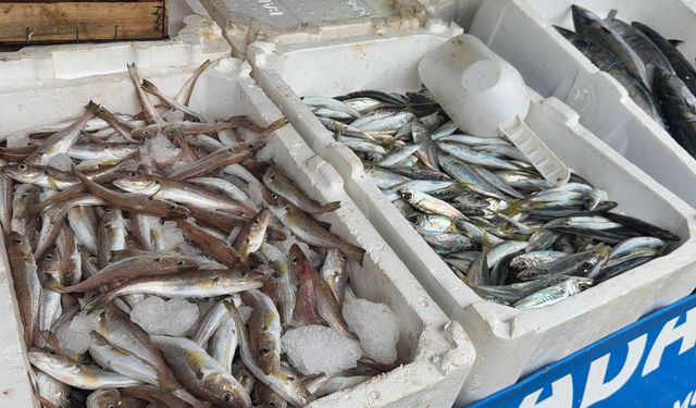 Deniz suyu soğudu, balık tezgahları doldu