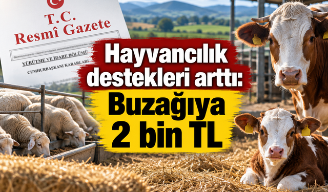 Hayvancılık destekleri arttı: Buzağıya 2 bin TL