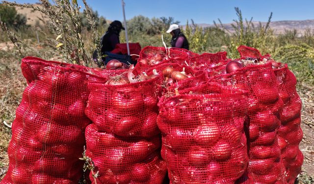 Kırıkkale’nin coğrafi işaretli Kılıçlar soğanında hasat başladı