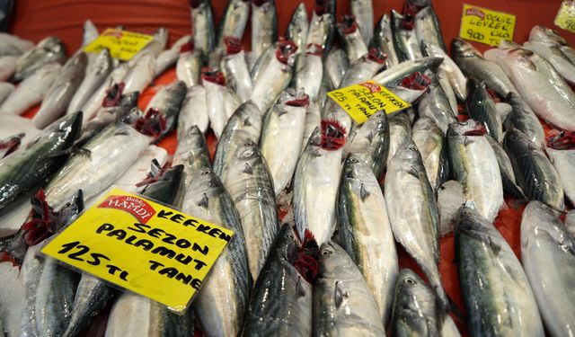 Kocaeli’de balık sezonu bereketli başladı: Fiyatlar geriledi