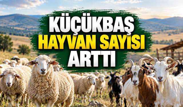 Türkiye'de küçükbaş hayvan sayısı 60,8 milyonu geçti