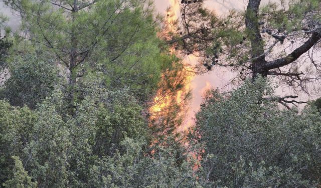 Muğla'da orman yangını: Alevler yerleşim bölgesine ulaştı