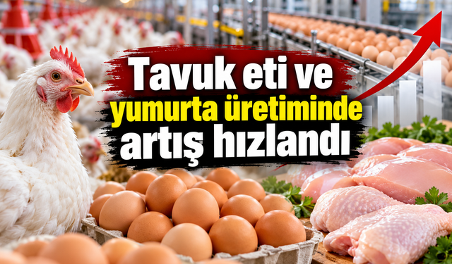 Tavuk eti ve yumurta üretiminde artış hızlandı