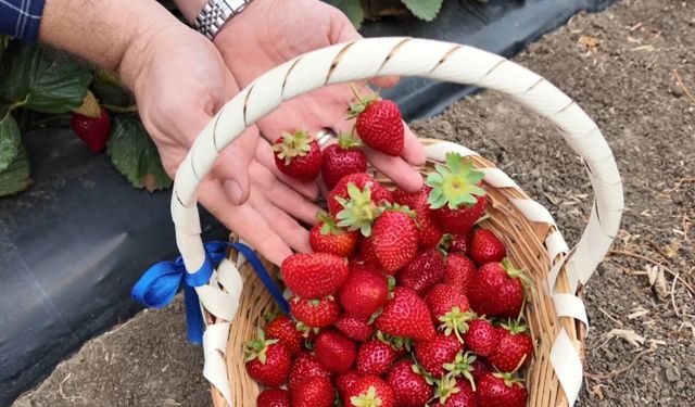 Tekirdağ'da çilek üreticisine yüzde 70 hibe desteği