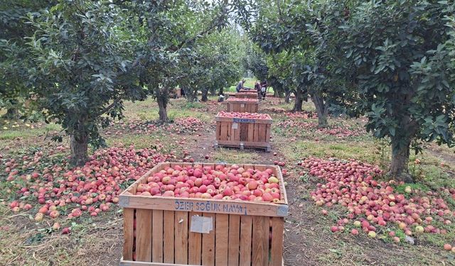 Çivril’de elma üreticisinin maliyet çıkmazı: Ürünler tarlada kaldı