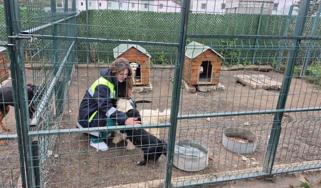 Yozgat’taki Evcil Köy 868 hayvana yuva oldu