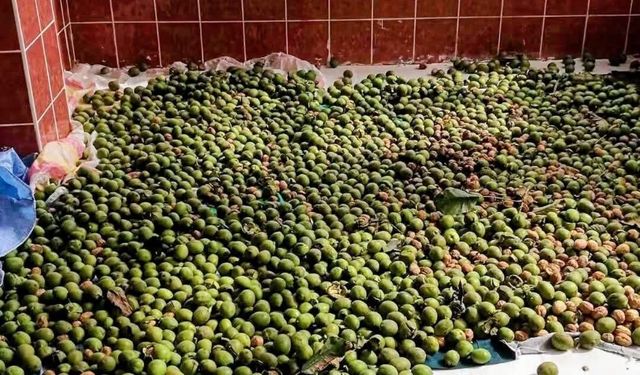 Trabzon’da fındığa alternatif oldu: Ceviz bahçesinden 1,5 ton ürün bekliyor