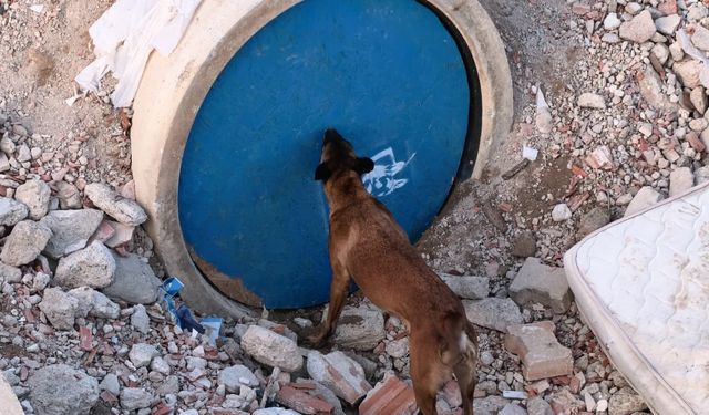 Bursa'da K9 köpekleri enkazda hayat kurtarmaya hazırlanıyor
