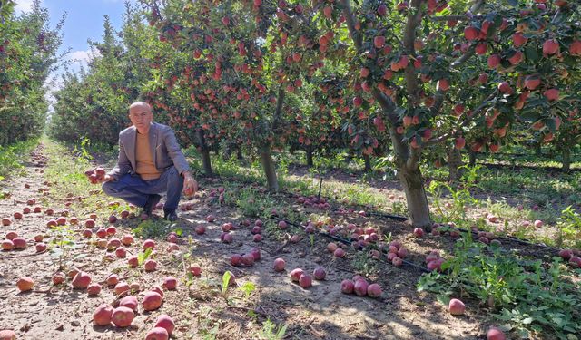 Elma bollaştı, fiyatlar düştü