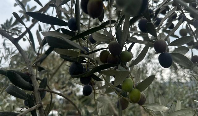 Bursa'da 290 bin ton zeytin rekoltesi bekleniyor