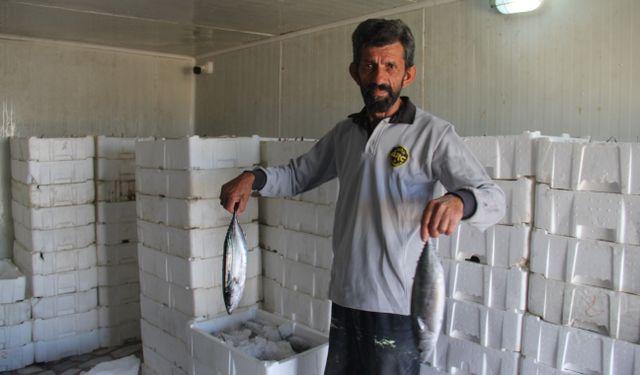 Karadeniz'de palamut bolluğu: Hamsi için korkutan uyarı