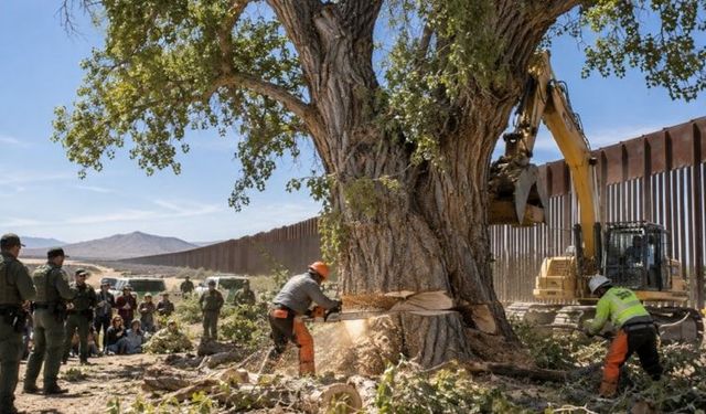 70 gün boyunca korudular: 100 yıllık ağaç kesildi