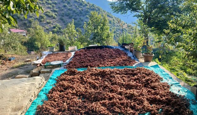 Kahramanmaraş Andırın’da sumak mesaisi başladı