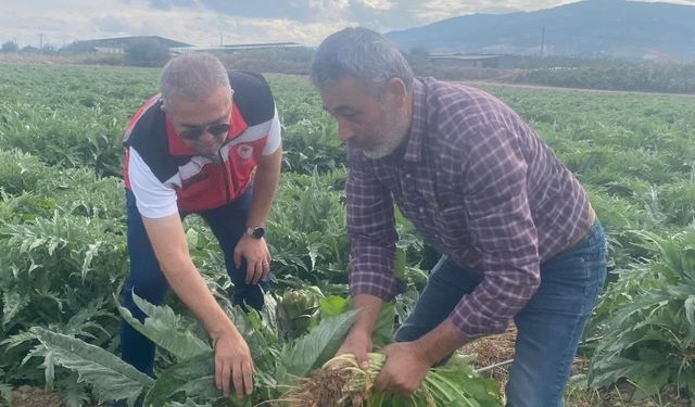 Aydın'ın coğrafi işaretli enginarında ilk hasat bekleniyor