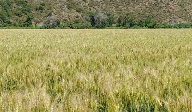Muğla Dalaman'da 2 bin 500 ton sertifikalı buğday tohumu üretildi