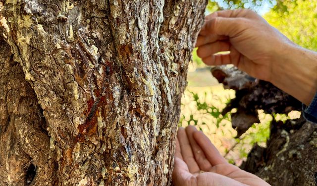 Çeşme’de kilosu 50 bin lira olan damla sakızında hasat zamanı
