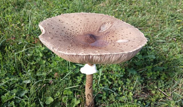 Uzmanından doğa mantarları için zehirlenme uyarısı