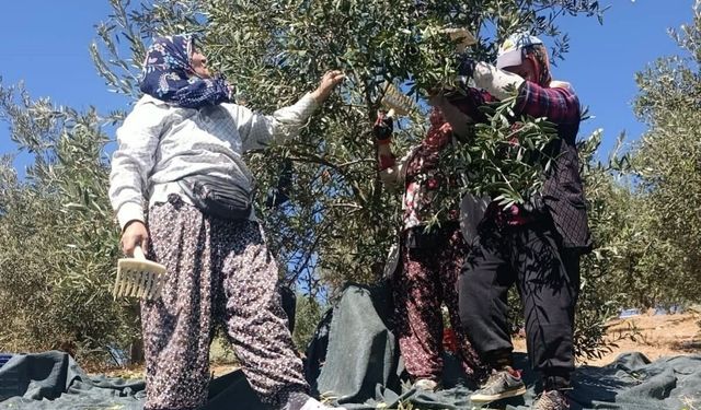Akhisar’ın coğrafi işaretli Domat zeytininde hasat mesaisi