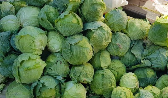 Giresun'da beyaz lahana hasadı başladı