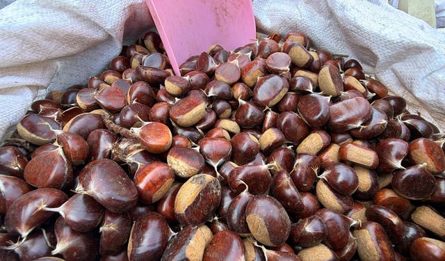 Kestane sezonu başladı: Fiyatı 400 liraya kadar çıkıyor
