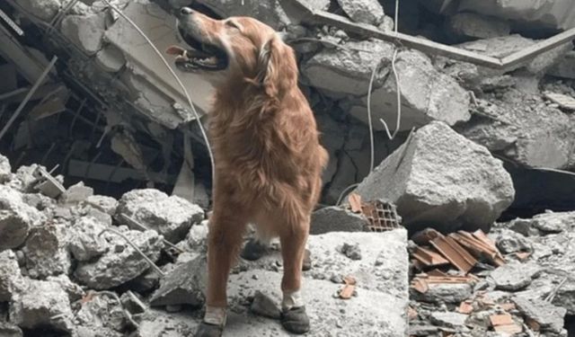 Deprem kahramanı Killian'ın heykeli İsveç'te açıldı