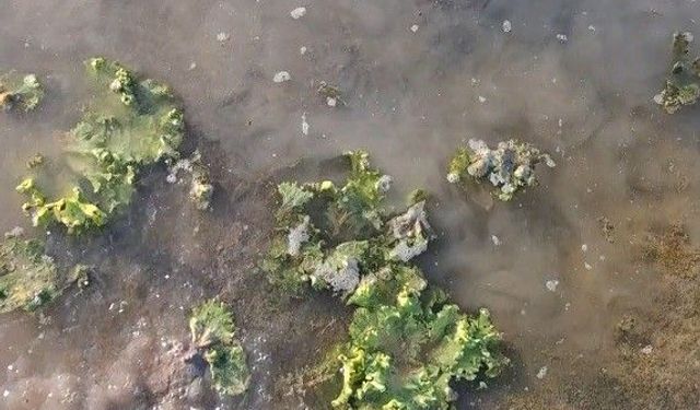 Sakarya’da sular çekildi, tarlalardaki zarar ortaya çıktı