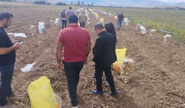 Tercan’da kışlık patates hasadı başladı