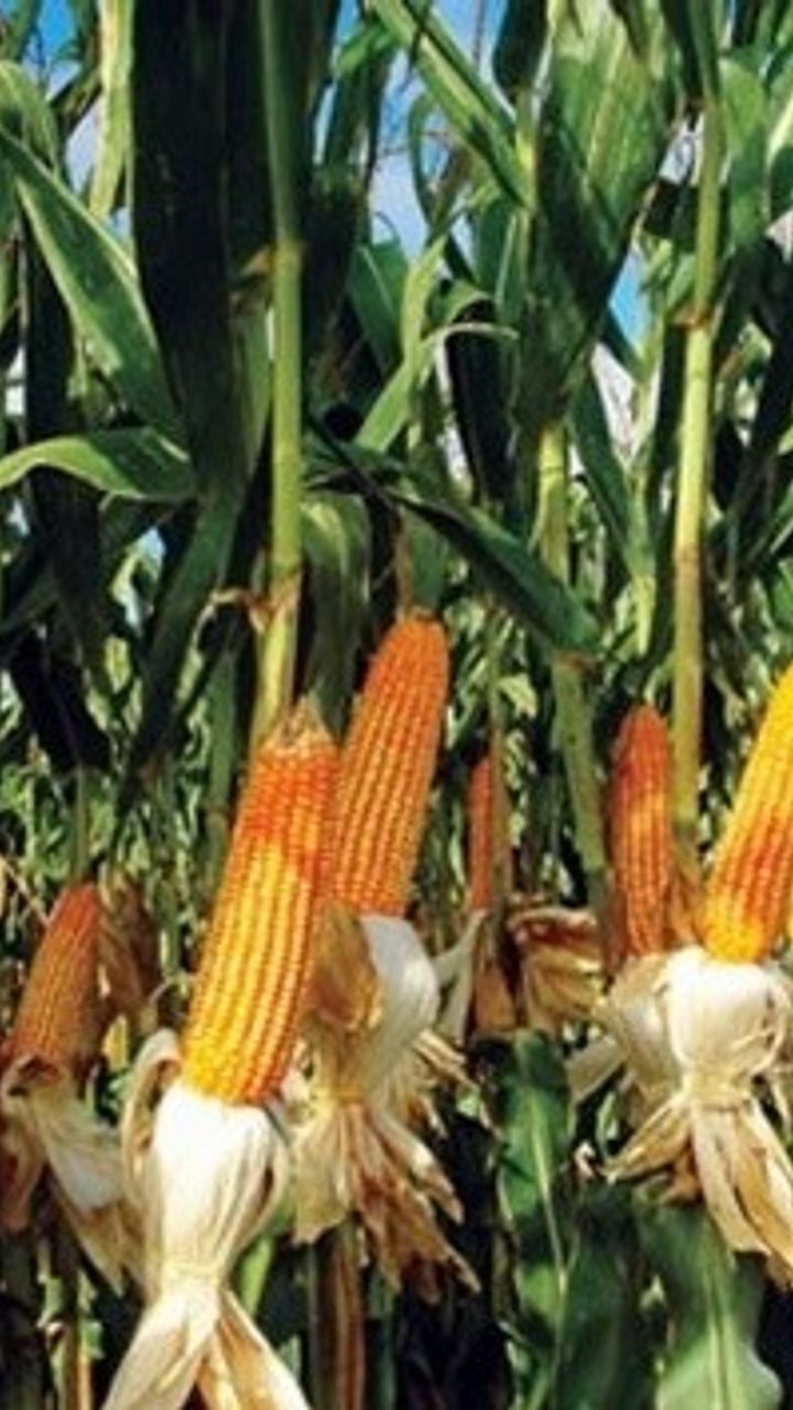 сажаем кукурузу в открытый грунт. капельное орошение кукурузы. всходы кукурузы. когда сажать кукурузу в открытый. росток кукурузы всходы.